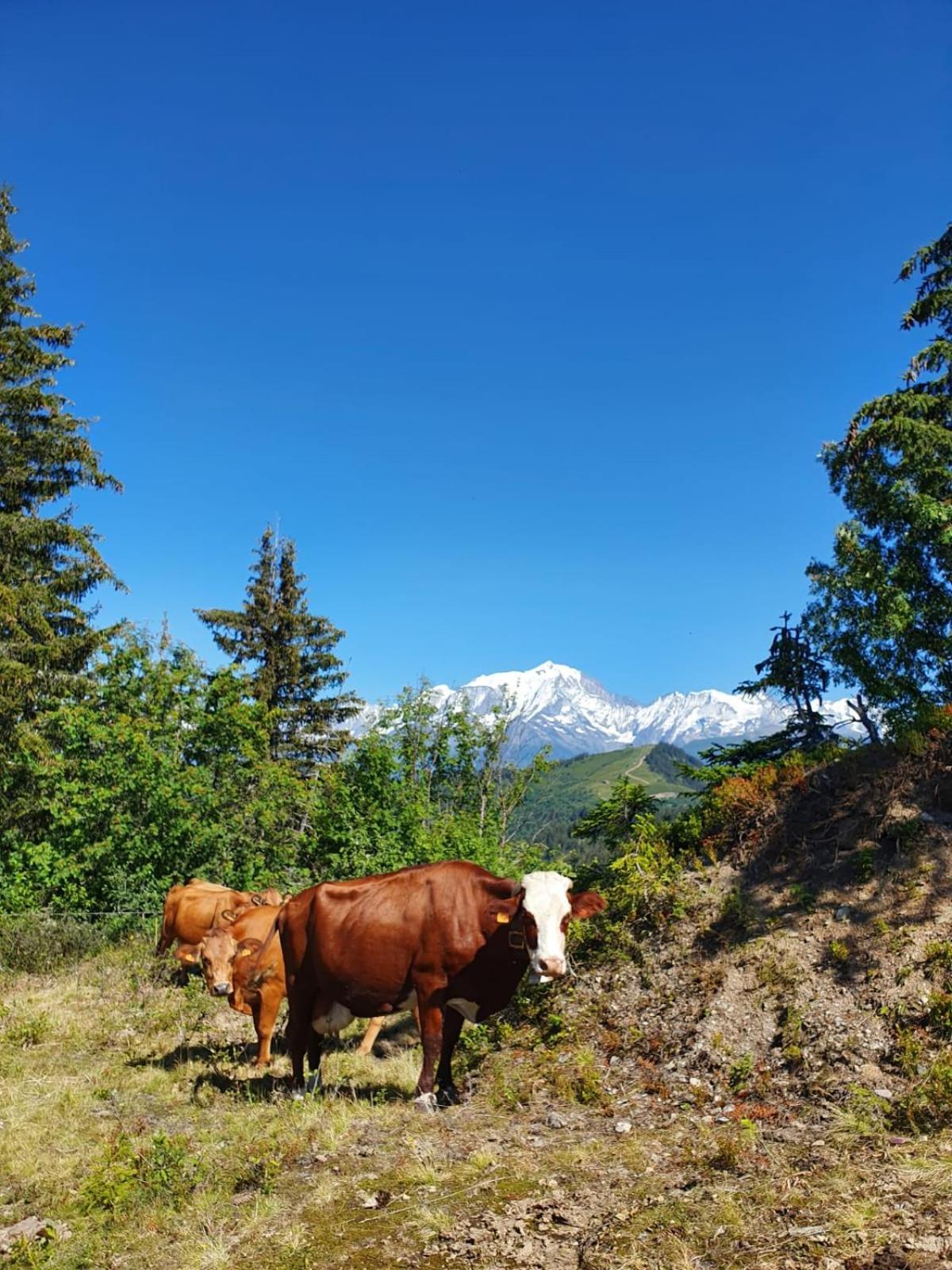 La Duchere Le Plan-la Giettaz Massif Des Aravis * La Giettaz